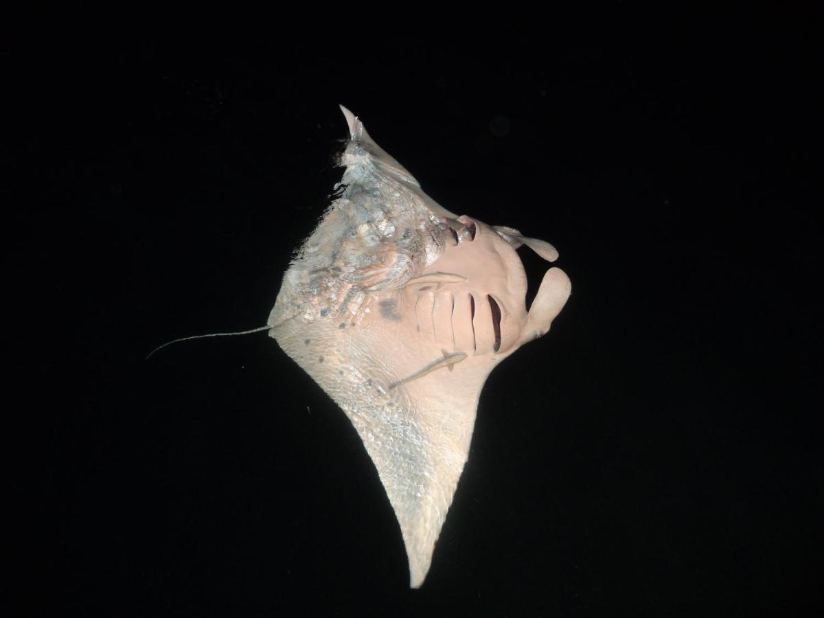 Leaf Fish Guesthouse Maldives Keyodhoo  Kültér fotó